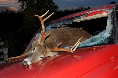 What to do if you hit a deer. Things To Know About What to do if you hit a deer. 